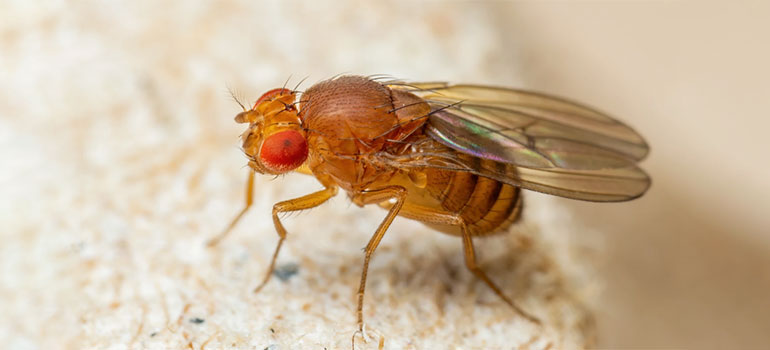 ذباب الفاكهة والمجاري