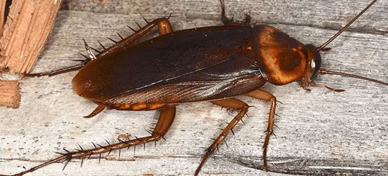 الصراصير الكبيرة