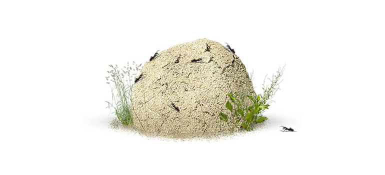 النمل البناء للتلال الخارجي