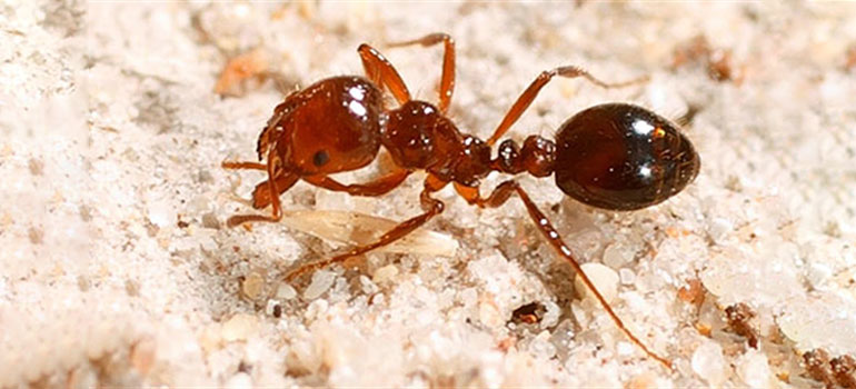 Fire Ants